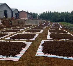 芦荟的养殖方法，轻松掌握技巧，养出健康植株