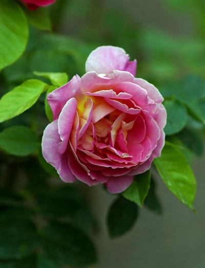 宜昌花卉市场在哪里，买花方便，品种齐全