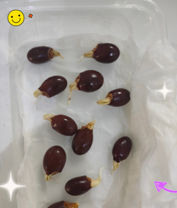 小众送妈妈的花有哪些花