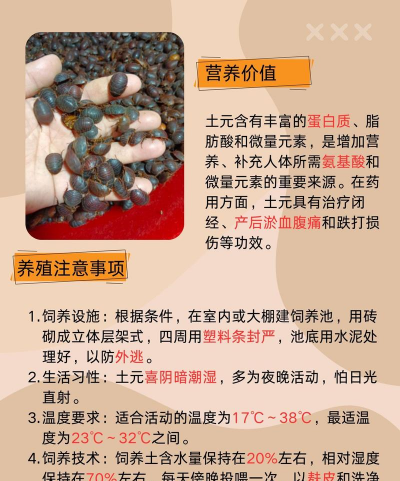 土元养殖技术，新手入门指南，常见问题解析