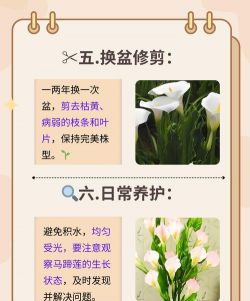 宜昌花卉市场在哪里，买花方便，品种齐全