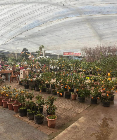 宜昌花卉市场在哪里，买花方便，品种齐全