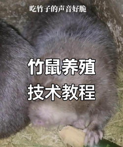 昆虫养殖，入门技巧，常见问题