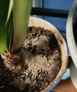 昆明斗南花卉市场价格，了解行情动态，掌握选购技巧