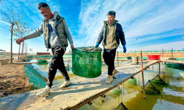 香蕉皮养花，废物利用，省钱又环保