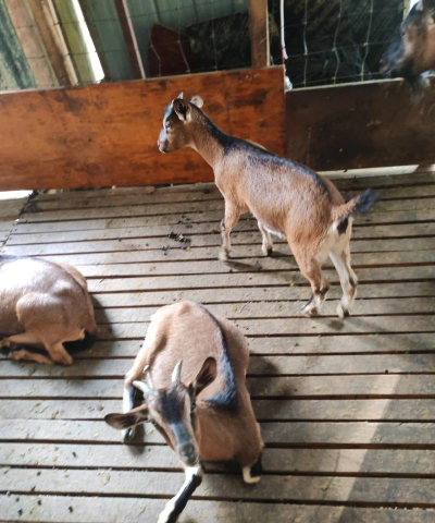 小众送妈妈的花有哪些花