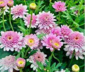 玛格丽特是一年生还是多年生