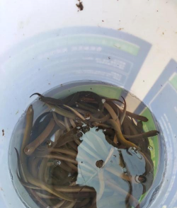 泥鳅黄鳝养殖技术，选对模式，做好日常管理