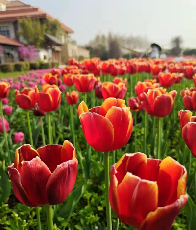 武汉花卉，赏花好去处，本地人推荐攻略。