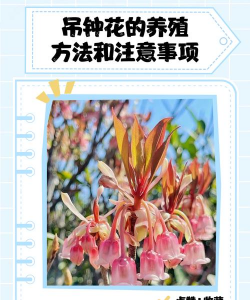 吊钟花的养殖方法