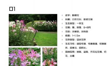 常年开花的花卉有哪些，选择适合的品种，打造四季花园