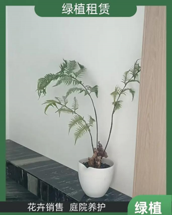 矿泉水瓶养花，废物利用，轻松打造小花园