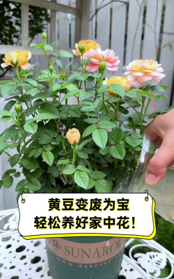 矿泉水瓶养花，废物利用，轻松打造小花园