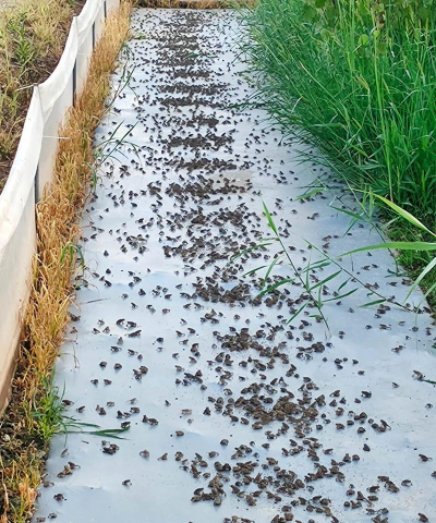 青蛙养殖技术，掌握关键要点，实现高效养殖