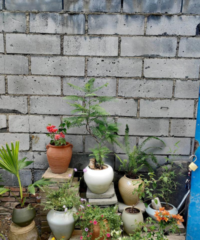 香蕉皮养花，废物利用，省钱又环保