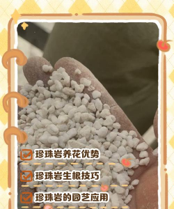 矿泉水瓶养花，废物利用，轻松打造小花园