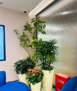 香蕉皮养花，废物利用，省钱又环保