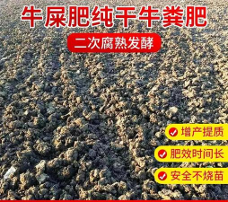 养花语录，记录美好瞬间，传递生活感悟