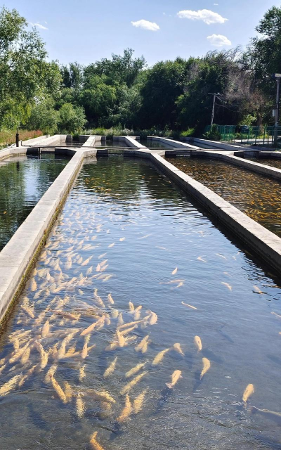 养花语录，记录美好瞬间，传递生活感悟