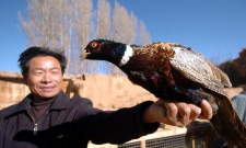 野鸡养殖，开启致富新门路，掌握技术轻松赚钱