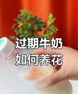 牛奶养花，真的可行吗，三大误区要避开