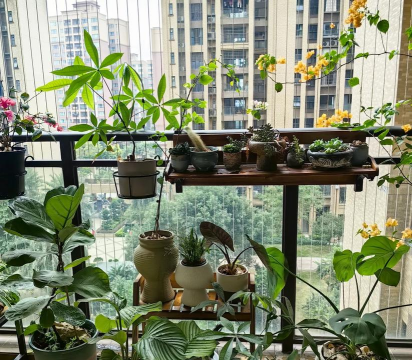 昆明斗南花卉市场价格，了解行情动态，掌握选购技巧