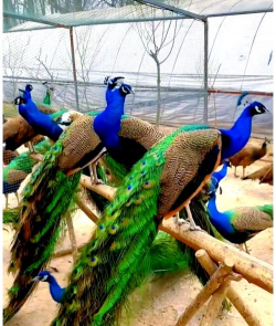 养花语录，记录美好瞬间，传递生活感悟