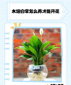 养花工具大全，新手必备清单，轻松打理花草