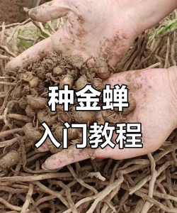 养花工具大全，新手必备清单，轻松打理花草