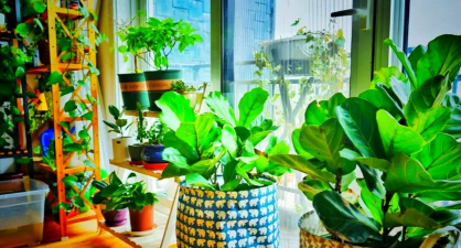 居家养花，点亮生活情趣，打造绿色健康空间