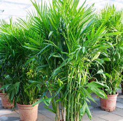 养花工具大全，新手必备清单，轻松打理花草