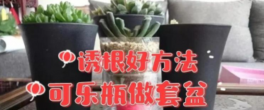 天津滨海花卉科技园，赏花好去处，亲子游玩推荐