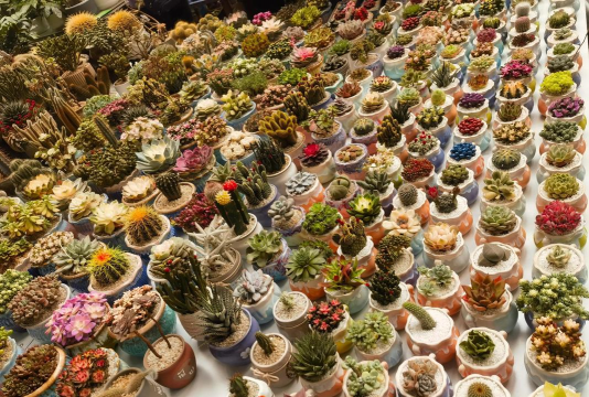 天津滨海花卉科技园，赏花好去处，亲子游玩推荐