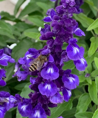 蓝花鼠尾草什么时候开花