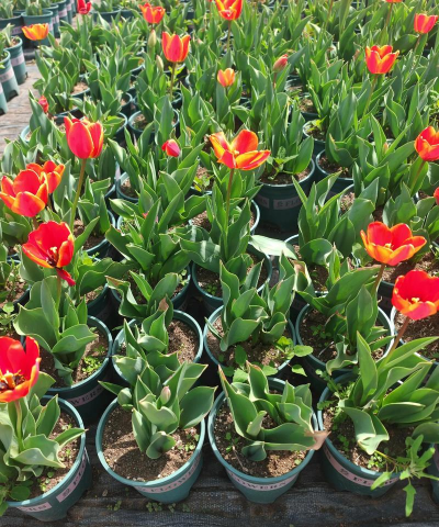 香蕉皮养花，废物利用，省钱又环保