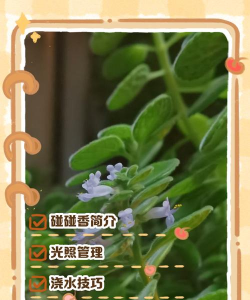 香蕉皮养花，废物利用，省钱又环保