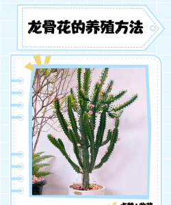 香蕉皮养花，废物利用，省钱又环保