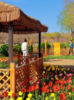 香蕉皮养花，废物利用，省钱又环保