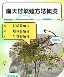 养花语录，记录美好瞬间，传递生活感悟