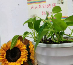 养花语录，记录美好瞬间，传递生活感悟