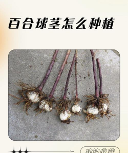 养花语录，记录美好瞬间，传递生活感悟