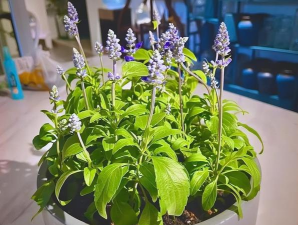 寝室养花，打造绿色小空间，提升生活幸福感