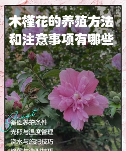 木槿花的养殖方法和注意事项，轻松上手，花开不断
