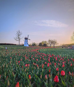 养花语录，记录美好瞬间，传递生活感悟