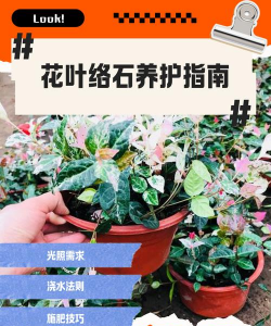 养花语录，记录美好瞬间，传递生活感悟