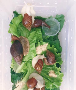 养花语录，记录美好瞬间，传递生活感悟