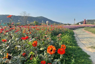 养花语录，记录美好瞬间，传递生活感悟