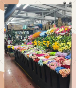 养花语录，记录美好瞬间，传递生活感悟