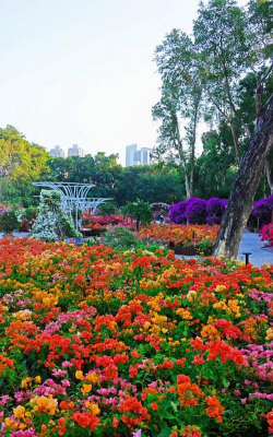 昆明斗南花卉市场价格，了解行情动态，掌握选购技巧