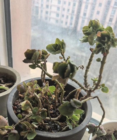 小众送妈妈的花有哪些花